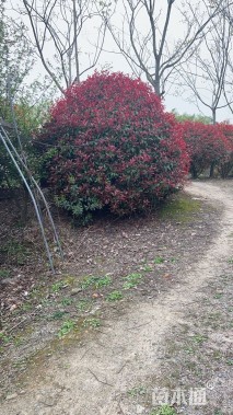 冠幅280厘米红叶石楠球