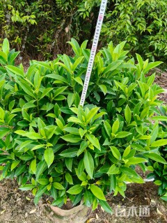 高度50厘米非洲茉莉