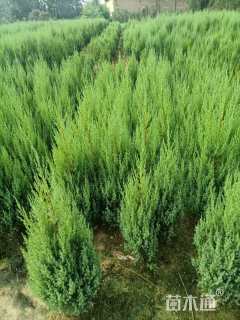 高度250厘米塔柏