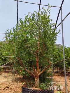 高度300厘米石榴