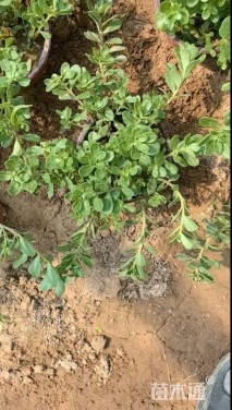 高度15厘米太阳花