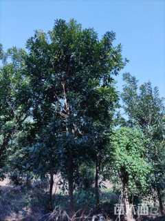 12公分黄金熊猫