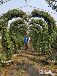 高度450厘米月季