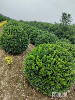 冠幅130厘米卫矛球