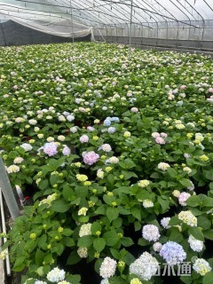 高度30厘米八仙花