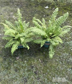 高度25厘米彩虹蕨