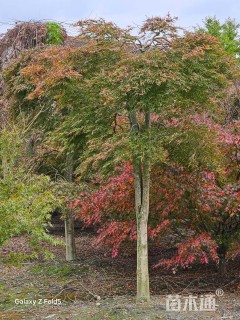 高度200厘米羽毛枫