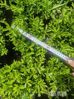 高度30厘米瓜子黄杨