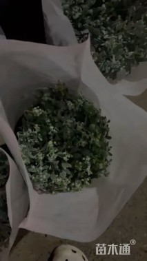 高度10厘米芙蓉菊