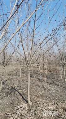 高度3厘米金银木