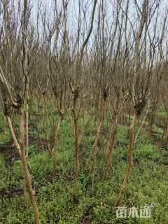 高度240厘米美国三红紫薇