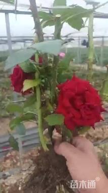 高度50厘米棒棒糖月季