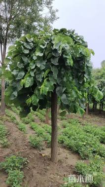 8公分大叶垂榆
