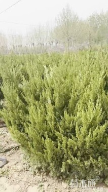 冠幅80厘米龙柏球