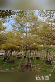 10公分锦叶榄仁