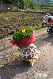 高度100厘米月季