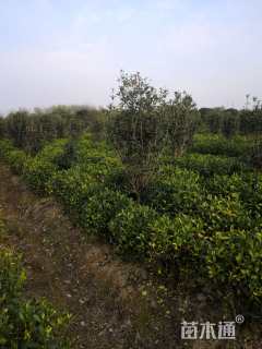 高度100厘米栀子花