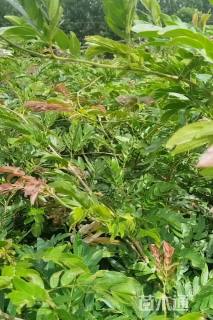 高度90厘米红绒球