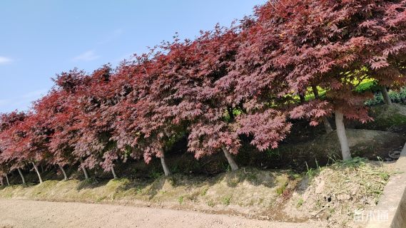 10公分日本红枫