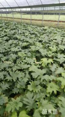 高度20厘米春羽