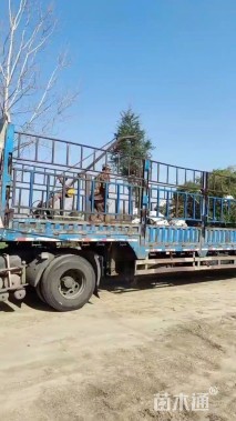 高度500厘米雪松