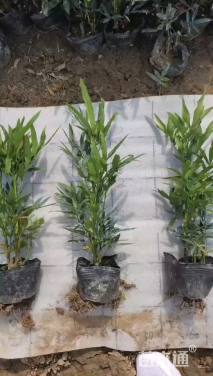 高度20厘米狭叶十大功劳