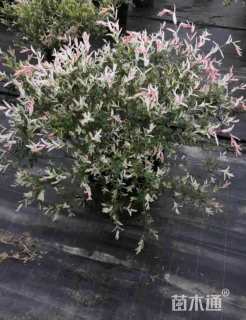 高度80厘米杞柳