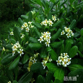 高度50厘米海桐小苗