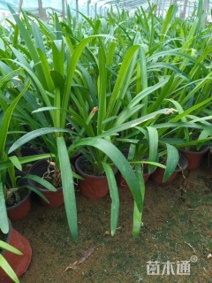 高度20厘米百子莲