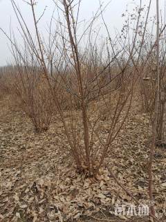 高度320厘米蜡梅