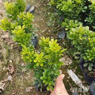 高度25厘米金丝桃小苗