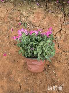 高度25厘米花叶连翘