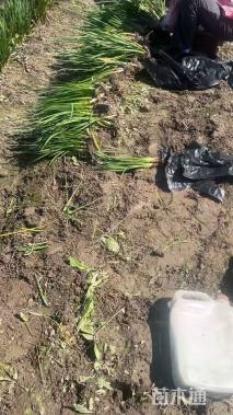 高度30厘米紫娇花