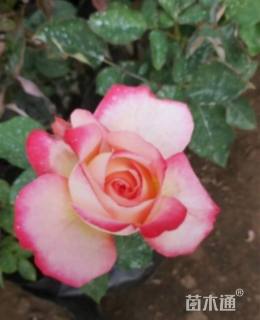 高度50厘米月季