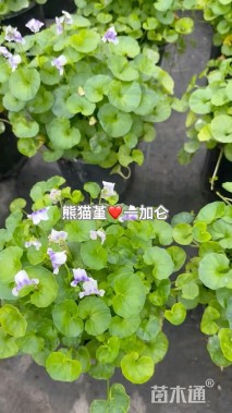 高度30厘米肾叶堇