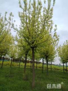 10公分金叶复叶槭