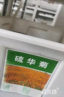 硫华菊硫华菊种子