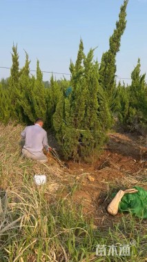 高度200厘米龙柏