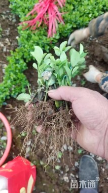 高度5厘米卫矛小苗