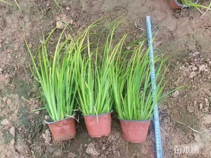 高度36厘米金叶石菖蒲