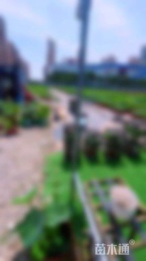 高度15厘米睡莲