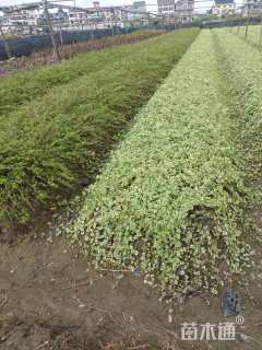 高度40厘米花叶蔓长春