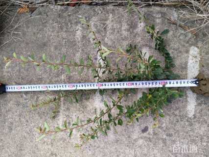 冠幅100厘米火棘球