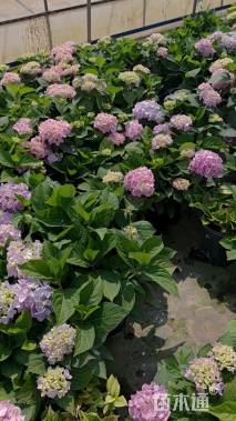 高度35厘米绣球