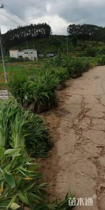 高度5070厘米再力花