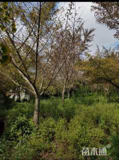 15公分嫁接银杏