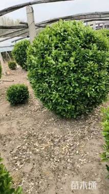 冠幅200厘米大叶黄杨球