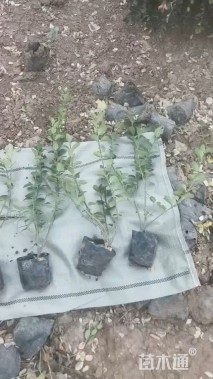 高度25厘米卫矛