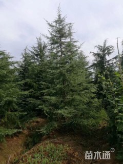 高度400厘米雪松