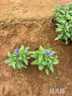 高度10厘米一串蓝